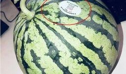 无偿吃瓜网红,揭秘无偿吃瓜网红的趣味人生